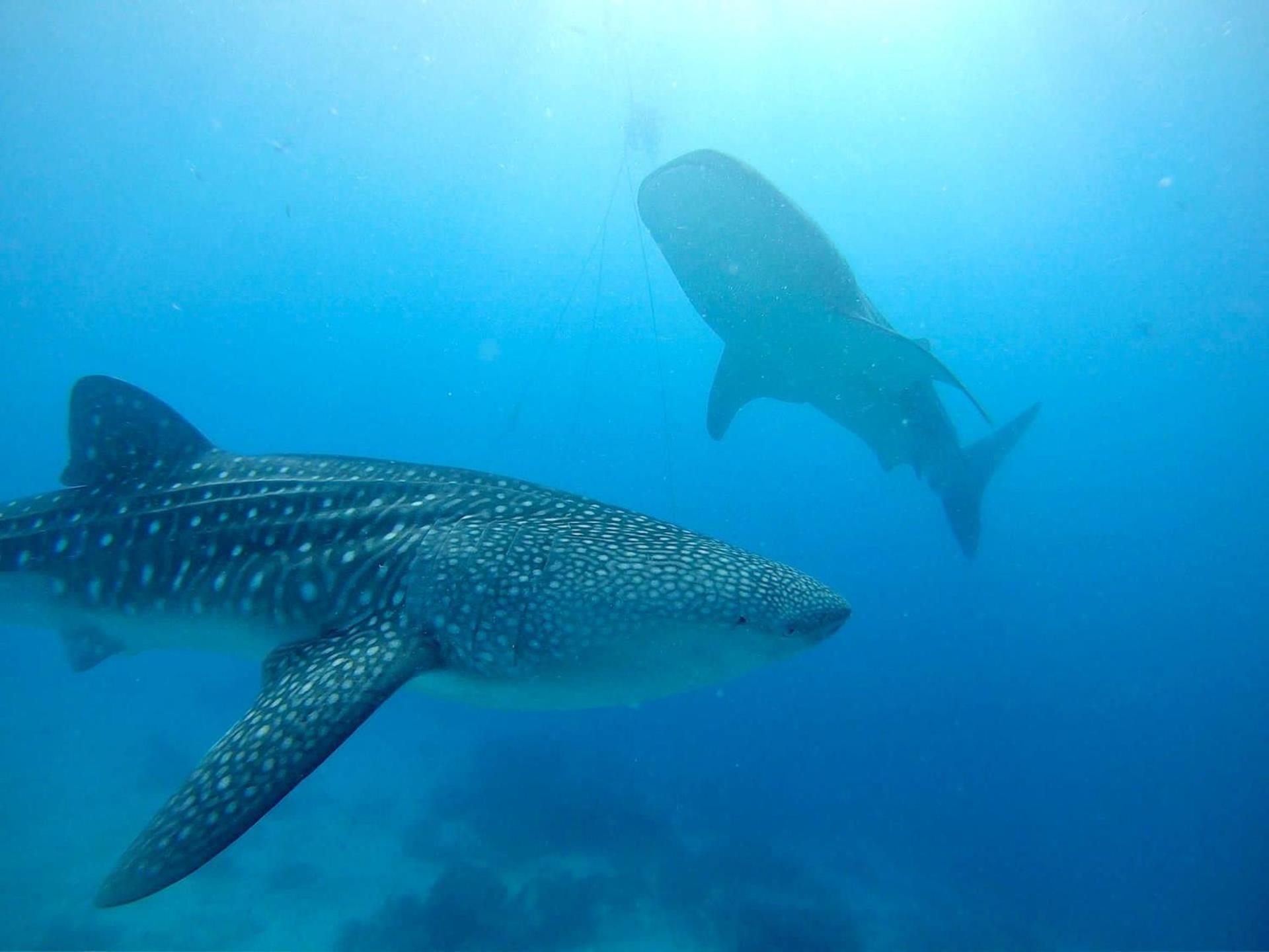 Southseas Beach Resort And Dive Center Santander Ngoại thất bức ảnh
